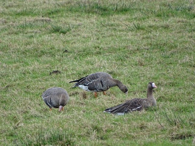 这种兼具纪 这种兼具纪